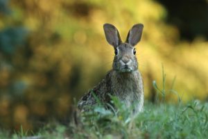 A rabbit in the backyard