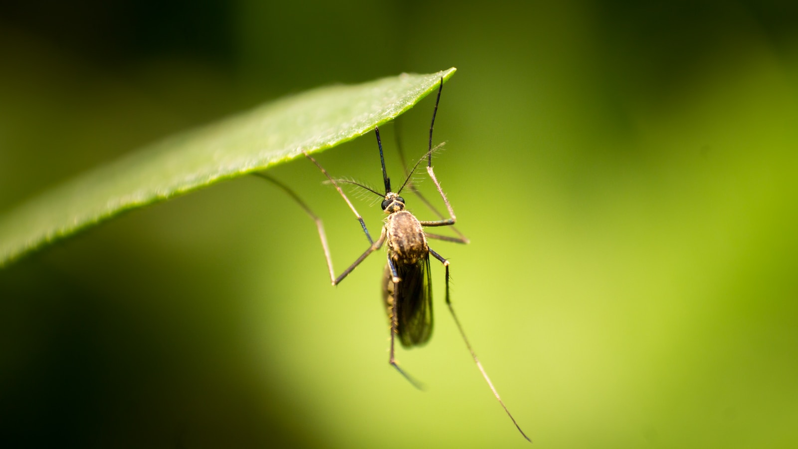 How to Control Backyard Mosquitoes Your Easy Guide to a BiteFree Backyard