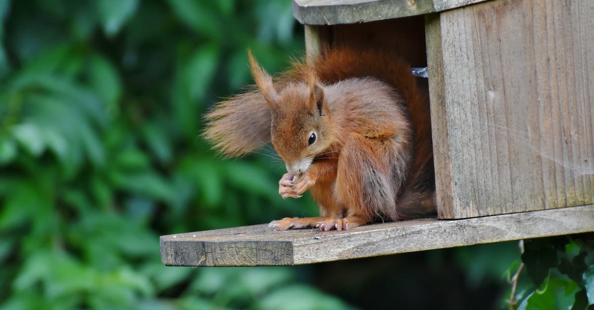Top Squirrel Teeth Facts: How They Survive & Thrive