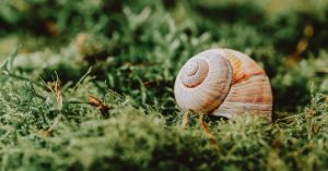 snail on green plants on summer day