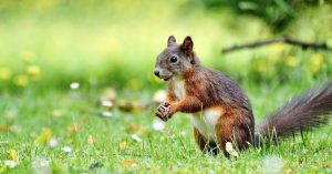 squirrel on grass